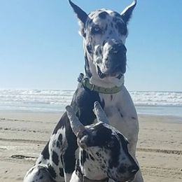 Great Danes from Dori's Danes