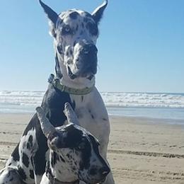 Great Danes from Dori's Danes