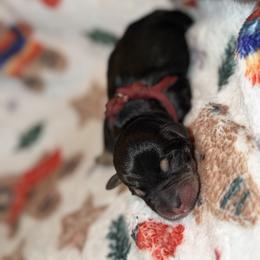 Miniature Schnauzer Puppies from T&T