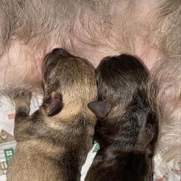 Salt pepper -blue - Salt and pepper male Miniature Schnauzer puppy in Lehigh Acres, Florida from Regency Schnauzer