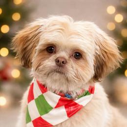 River - Shih Tzu