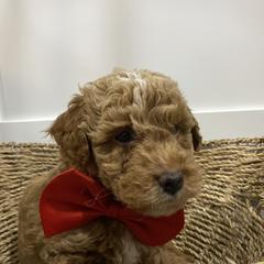 Aussiedoodle, Goldendoodle, and Miniature Australian Shepherd Puppies from Burton's Precious Doodles