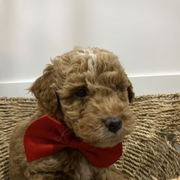 Aussiedoodle, Goldendoodle, and Miniature Australian Shepherd Puppies from Burton's Precious Doodles