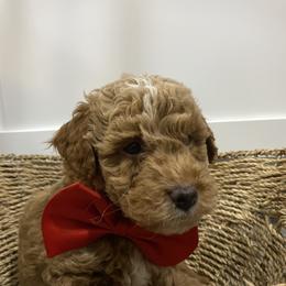 Aussiedoodle, Goldendoodle, and Miniature Australian Shepherd Puppies from Burton's Precious Doodles
