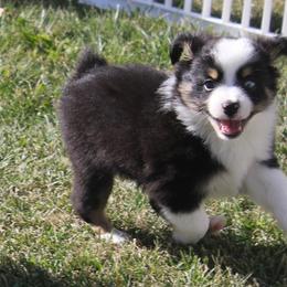 Miniature Australian Shepherd and Toy Australian Shepherd Puppies from Sapphire Stables