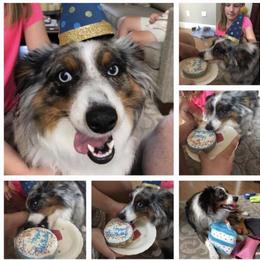 Miniature Australian Shepherd and Toy Australian Shepherd All Grown Up from Rolling Ridge Farms