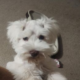 Yeti - Parti Miniature Schnauzer puppy in Mcarthur, California from Nebula Equine & Canine