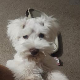 Yeti - Parti Miniature Schnauzer puppy in Mcarthur, California from Nebula Equine & Canine