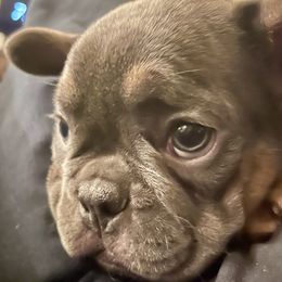 French Bulldog Puppies from Dunromin Farm