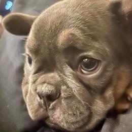 French Bulldog Puppies from Dunromin Farm