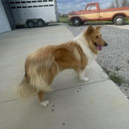 Chief - Collie