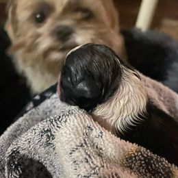 Girl 1 - Black and white Shih Tzu puppy in Round O, South Carolina from Carolina Kountry Shih Tzus