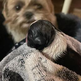 Girl 1 - Black and white Shih Tzu puppy in Round O, South Carolina from Carolina Kountry Shih Tzus
