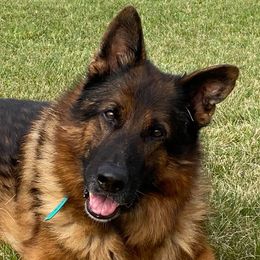 German Shepherds from Katzel Kennel