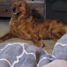 Ruby - Golden Retriever