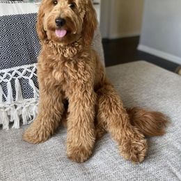 Bernedoodle and Goldendoodle All Grown Up from Kimberlee’s Kennels