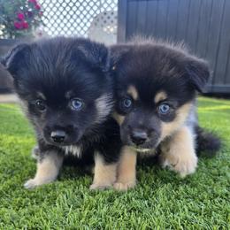 Pomeranian and Pomsky Puppies from Amazing High Desert Pomskys
