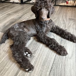 Goldendoodle and Poodle All Grown Up from Whiskey Row Royals