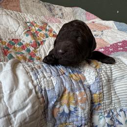 Boy 4 - Brown male Poodle puppy in Mc Kinney, Texas from Kenney kennels
