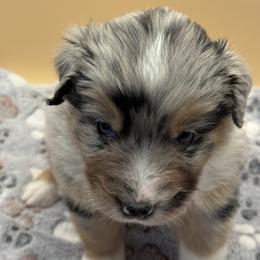 Boy 5 - male Australian Shepherd puppy in California, Kentucky from R and B Aussies