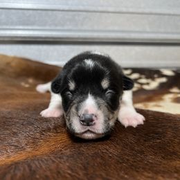 Boy 3 - Black and tan Pembroke Welsh Corgi puppy in Linden, Texas from W&W “lil” Wrangler Corgis