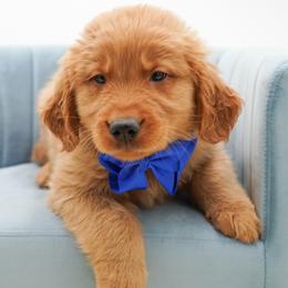 Crunch - Dark golden male Golden Retriever puppy in Elmwood Park, Illinois from Goldens&MiniAussiesWithFinesse