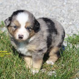 Tup - Blue merle male Miniature American Shepherd puppy in Hillsdale, Michigan from Faithwalk Aussies and Mini American Shepherds