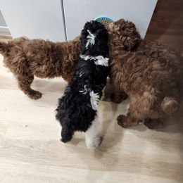 Poodle puppies from Blackland poodles