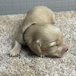 Toppy - Black collar - Cream male Dachshund puppy in Durant, Oklahoma from Rockin’ S Kennel