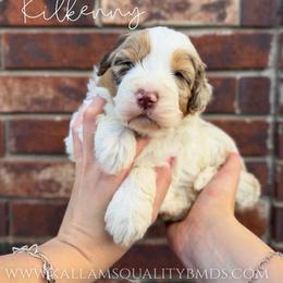 Kilkenny - Chocolate merle female Bernedoodle puppy in Owasso, Oklahoma from Kallams Bernedoodles & Bernese Mountain Dogs