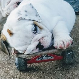 Bulldog Puppies from Blazer Bulldog