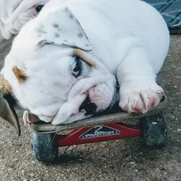 Bulldog Puppies from Blazer Bulldog