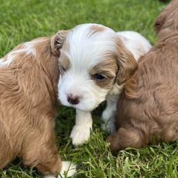 Cavapoo Puppies from Campbell Cavapoos