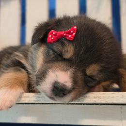 Liberty - Black and tan female Pembroke Welsh Corgi puppy in Austin, Texas from Cutest Corgi's of Austin