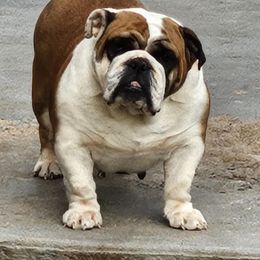 Tulsa - Bulldog