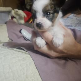 Emerald - Red white and sable female Papillon puppy in Middletown, New York from Patti's Pappi Puppies  (Puppies due end of July!!!)