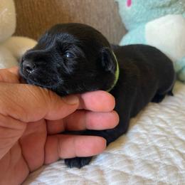 Green Collared Boy - Black male Miniature Schnauzer puppy in San Diego, California from KMS-Miniature Schnauzers