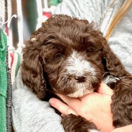 Meteor - Aussiedoodle puppy in Marion, North Carolina from Puddles' Puppies
