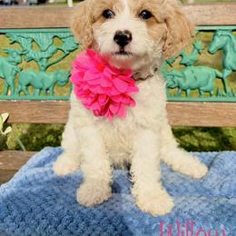 Goldendoodle Puppies from True Friend Doodles