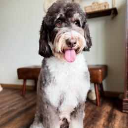 Brownie - Bernedoodle