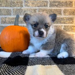 Purple Collar Female - Sable female Pembroke Welsh Corgi puppy in Mcarthur, Ohio from Bentley Corgis LLC