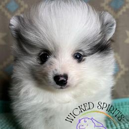 AKC DAKOTA 1800 - Blue merle male Pomeranian puppy in Watkins Glen, New York from Wicked Spirits Pomeranians