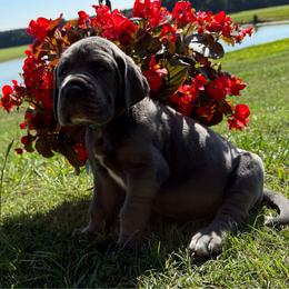 Denim - Blue male Great Dane puppy in Tyler, Texas from Blessed By Danes