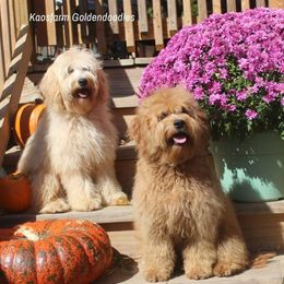 Goldendoodle All Grown Up from Kaosfarm Goldendoodles
