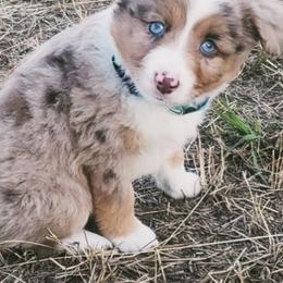 Miniature Australian Shepherds and Toy Australian Shepherds from Kim Mayo