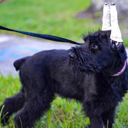 Giant Schnauzer Puppies from Giant Strides Giants