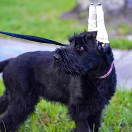 Giant Schnauzer Puppies from Giant Strides Giants