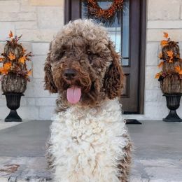 Goldendoodles and Poodles from The Kennel at Fox Fields