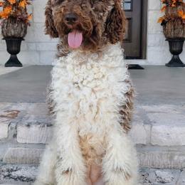 Goldendoodles and Poodles from The Kennel at Fox Fields
