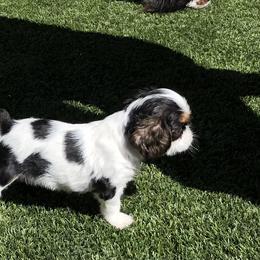 English Toy Spaniels and French Bulldogs from Renaissance French Bulldogs and English Toy Spaniels